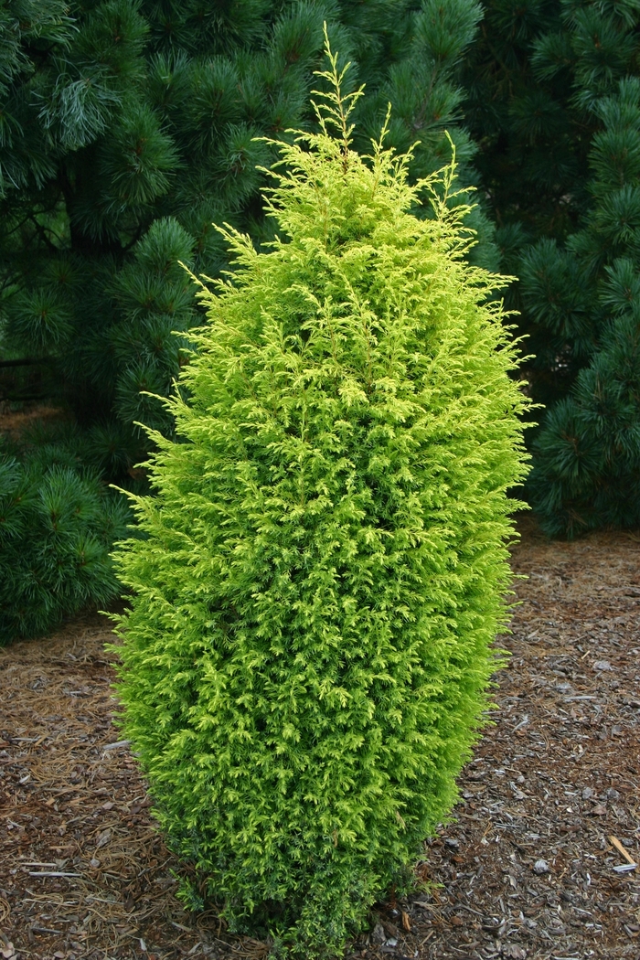 Gold Cone Juniper - Juniperus communis 'Gold Cone' from E.C. Brown's Nursery