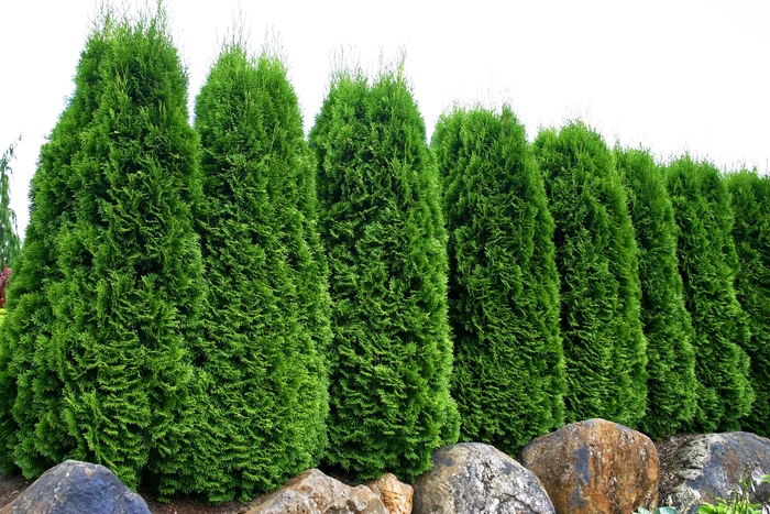  'Emerald Green' - Thuja occidentalis 'Smaragd from E.C. Brown's Nursery