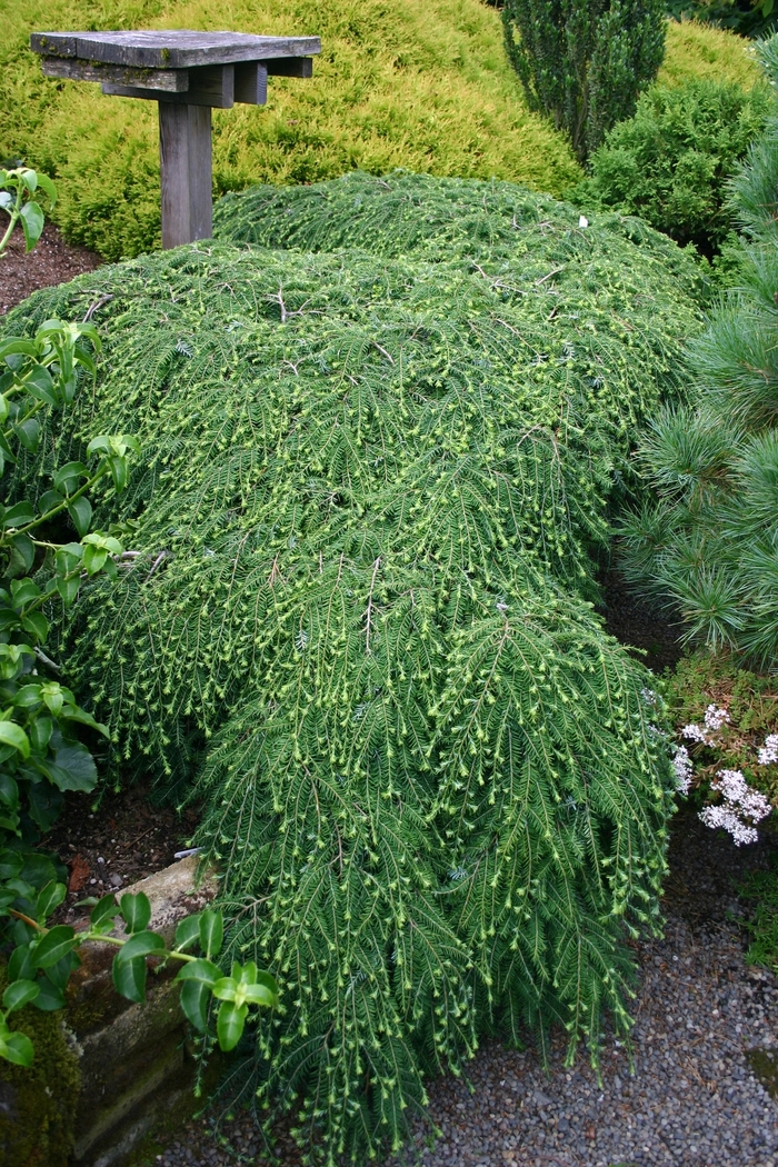 Canadian Hemlock - Tsuga canadensis 'Cole's Prostrate' from E.C. Brown's Nursery