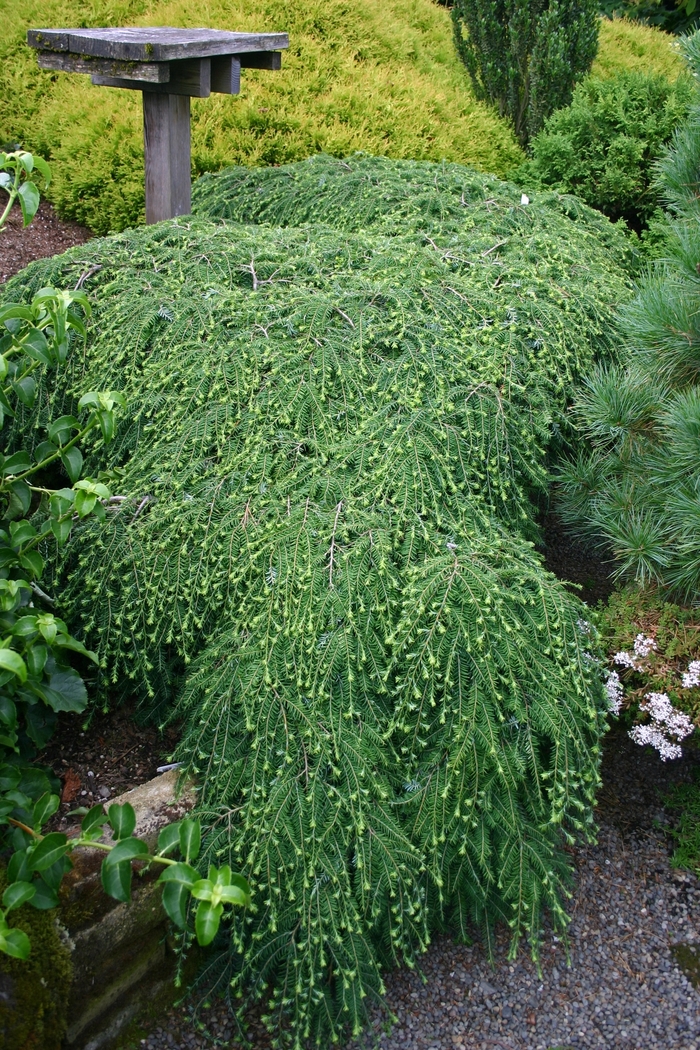 Canadian Hemlock - Tsuga canadensis 'Cole's Prostrate' from E.C. Brown's Nursery Canadian Hemlock - Tsuga canadensis 'Cole's Prostrate' from E.C. Brown's Nursery