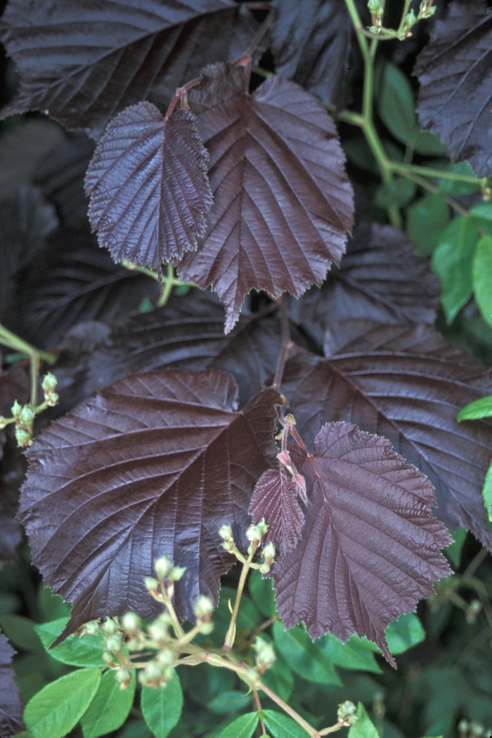 Purpurea Purple-leaf Hazel - Corylus maxima 'Purpurea' (Purple-leaf Hazel) from E.C. Brown's Nursery Purpurea Purple-leaf Hazel - Corylus maxima 'Purpurea' (Purple-leaf Hazel) from E.C. Brown's Nursery