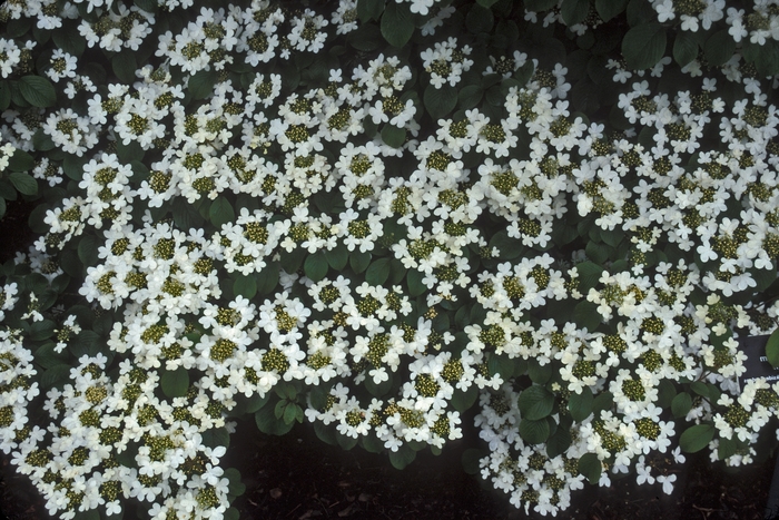 Doublefile Viburnum - Viburnum plicatum f. tomentosum from E.C. Brown's Nursery Doublefile Viburnum - Viburnum plicatum f. tomentosum from E.C. Brown's Nursery