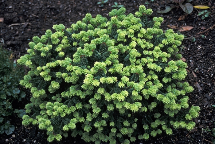 Balsam Fir - Abies balsamea 'Piccolo' from E.C. Brown's Nursery Balsam Fir - Abies balsamea 'Piccolo' from E.C. Brown's Nursery