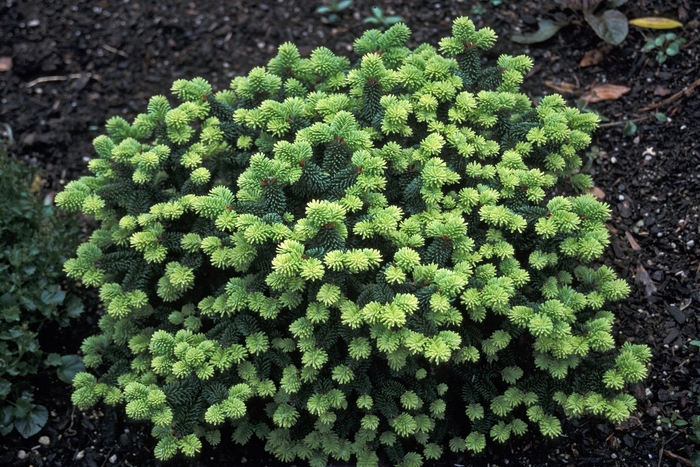 Balsam Fir - Abies balsamea 'Piccolo' from E.C. Brown's Nursery