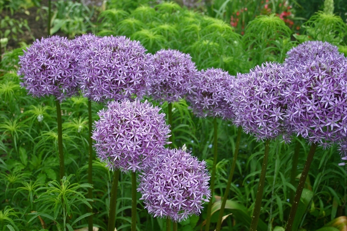 'Globemaster' Ornamental Onion - Allium from E.C. Brown's Nursery 'Globemaster' Ornamental Onion - Allium from E.C. Brown's Nursery