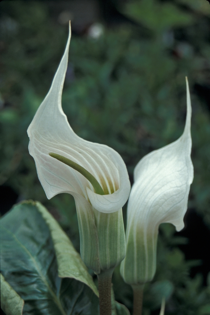  Jack In The Pulpit - Arisaema candidissimum from E.C. Brown's Nursery