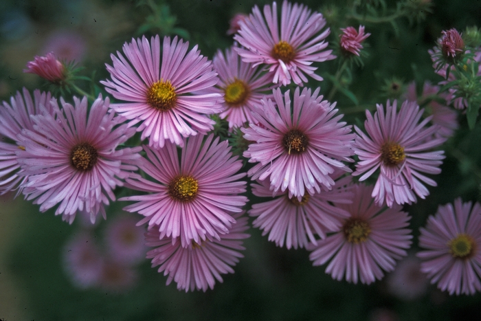 Aster - Aster novae-angliae 'Harrington's Pink' from E.C. Brown's Nursery