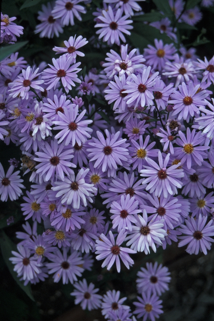 'Little Carlow' - Aster novae-angliae from E.C. Brown's Nursery 'Little Carlow' - Aster novae-angliae from E.C. Brown's Nursery