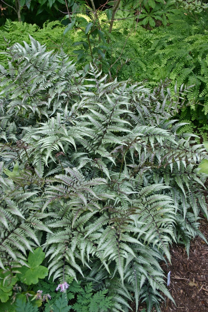 'Godzilla' Painted Fern - Athyrium nipponicum from E.C. Brown's Nursery 'Godzilla' Painted Fern - Athyrium nipponicum from E.C. Brown's Nursery