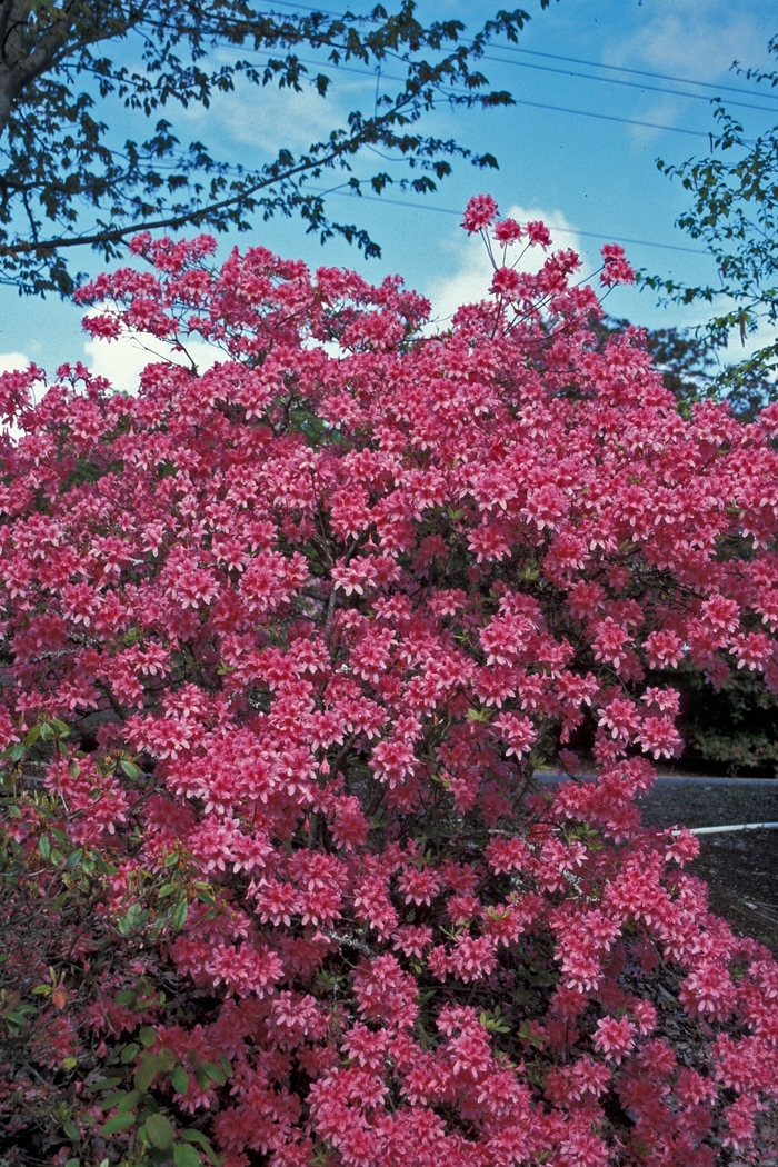 'Rosy Lights' - Rhododendron hybrid from E.C. Brown's Nursery