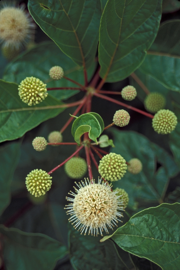 Common Buttonbush - Cephalanthus occidentalis from E.C. Brown's Nursery