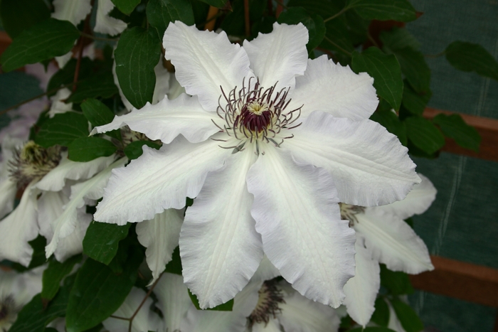 Claire de Lune Clematis - Clematis 'Claire de Lune' from E.C. Brown's Nursery Claire de Lune Clematis - Clematis 'Claire de Lune' from E.C. Brown's Nursery