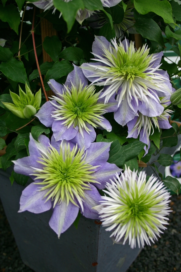 Hybrid Clematis - Clematis hybrid 'Crystal Fountain' from E.C. Brown's Nursery