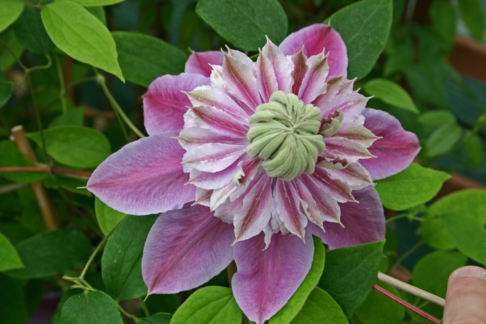 Clematis - Clematis 'Josephine' from E.C. Brown's Nursery