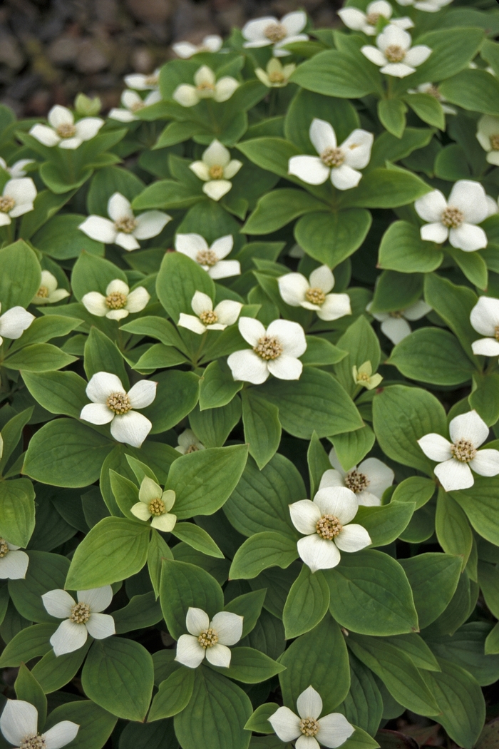 Bunchberry Dogwood - Cornus canadensis from E.C. Brown's Nursery Bunchberry Dogwood - Cornus canadensis from E.C. Brown's Nursery