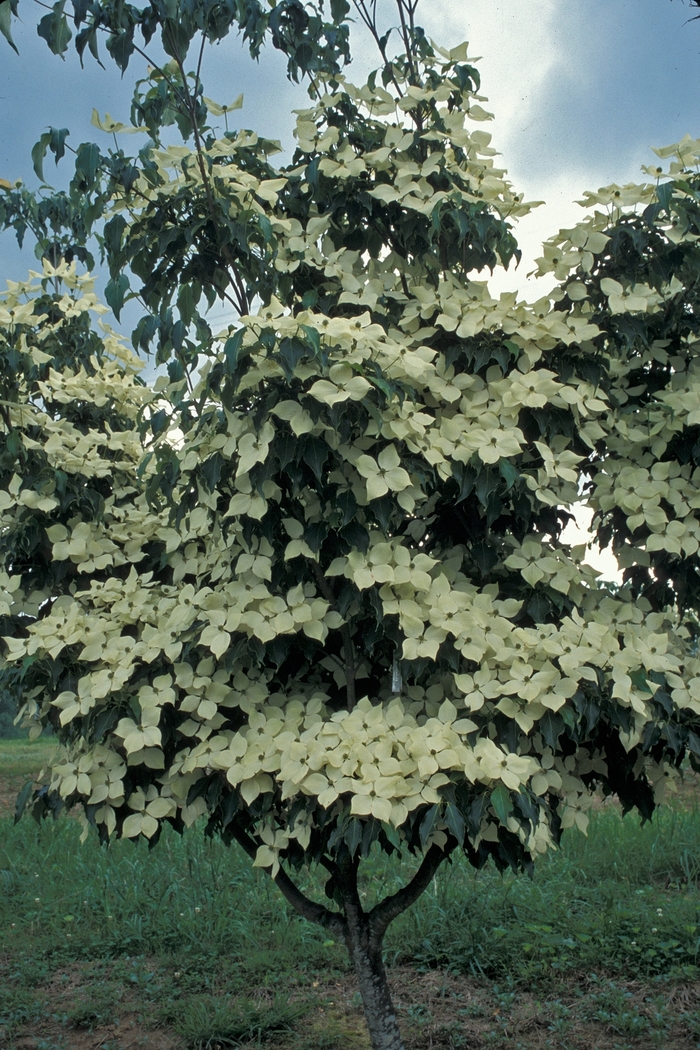 Dogwood - Cornus kousa 'Greensleeves' from E.C. Brown's Nursery