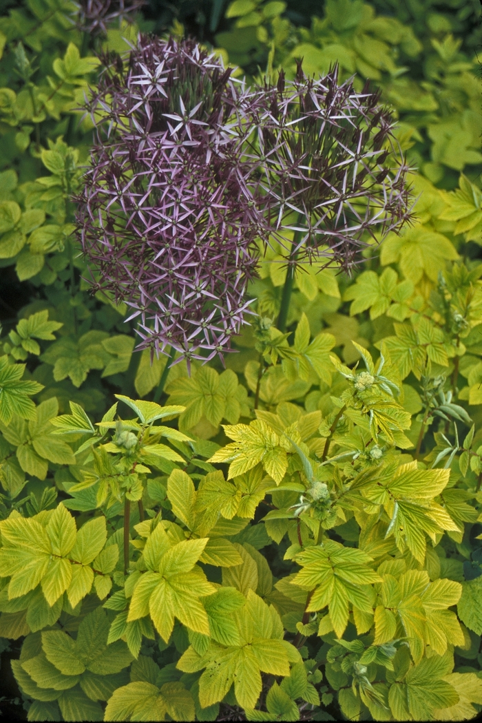 Meadowsweet - Filipendula ulmaria 'Aurea' from E.C. Brown's Nursery