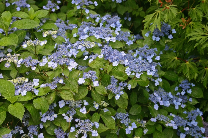 Hydrangea - Hydrangea serrata 'Blue Billow' from E.C. Brown's Nursery Hydrangea - Hydrangea serrata 'Blue Billow' from E.C. Brown's Nursery