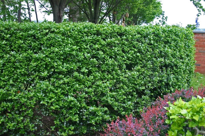Blue Holly - Ilex meservae 'Blue Prince' from E.C. Brown's Nursery Blue Holly - Ilex meservae 'Blue Prince' from E.C. Brown's Nursery