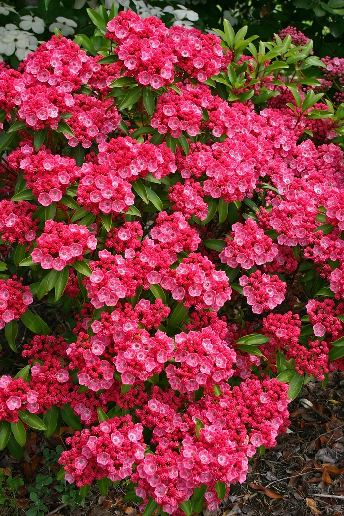 Mountain Laurel - Kalmia 'Sarah' from E.C. Brown's Nursery Mountain Laurel - Kalmia 'Sarah' from E.C. Brown's Nursery