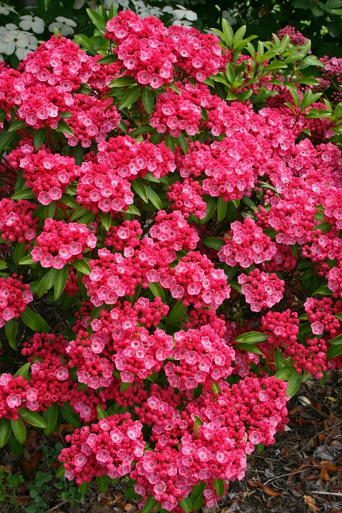 Mountain Laurel - Kalmia 'Sarah' from E.C. Brown's Nursery