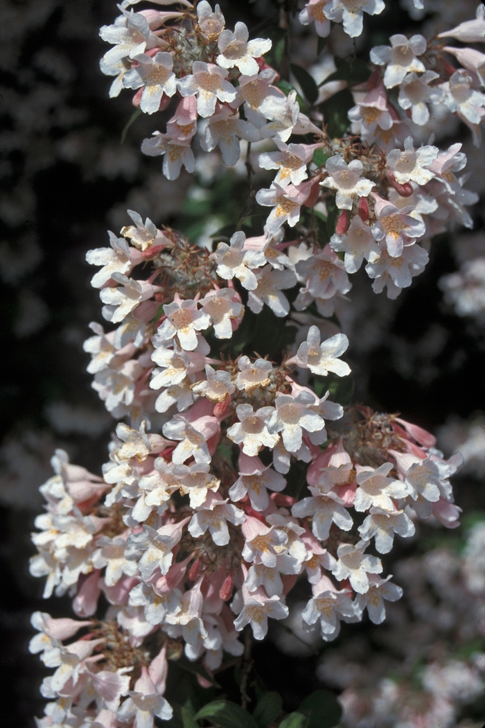 Beauty Bush - Kolkwitzia amabilis 'Pink Cloud' from E.C. Brown's Nursery