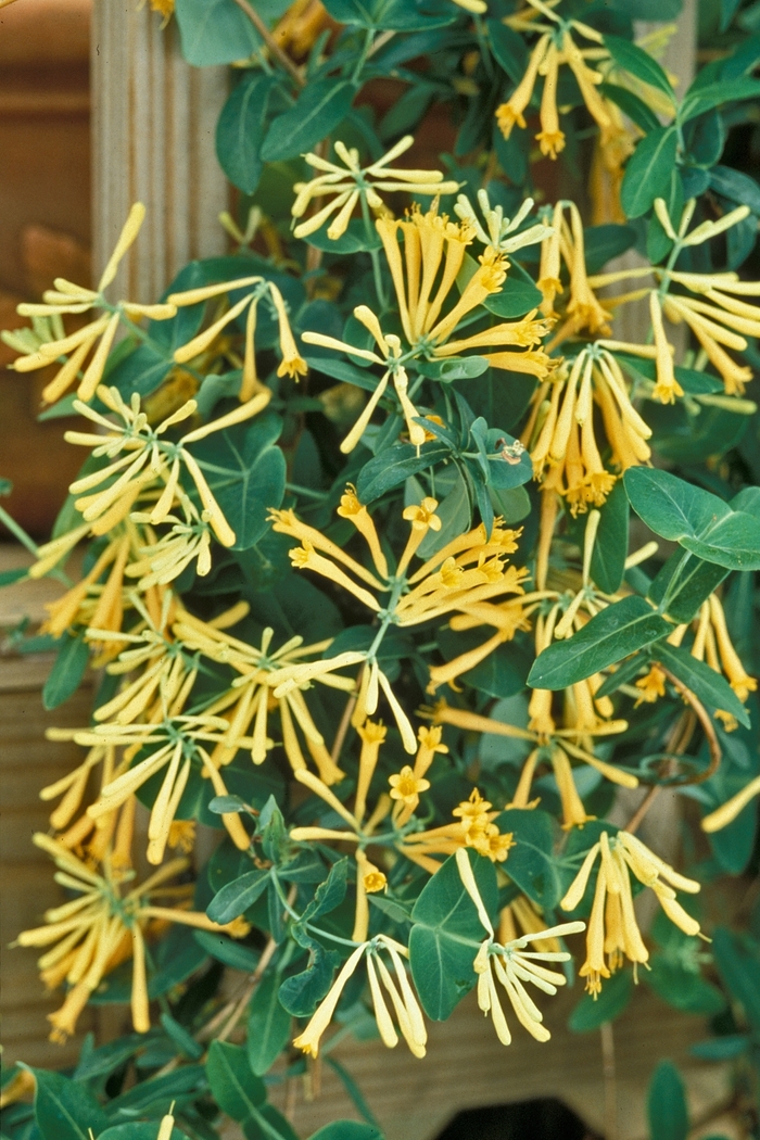 Honeysuckle - Lonicera sempervirens 'John Clayton' from E.C. Brown's Nursery