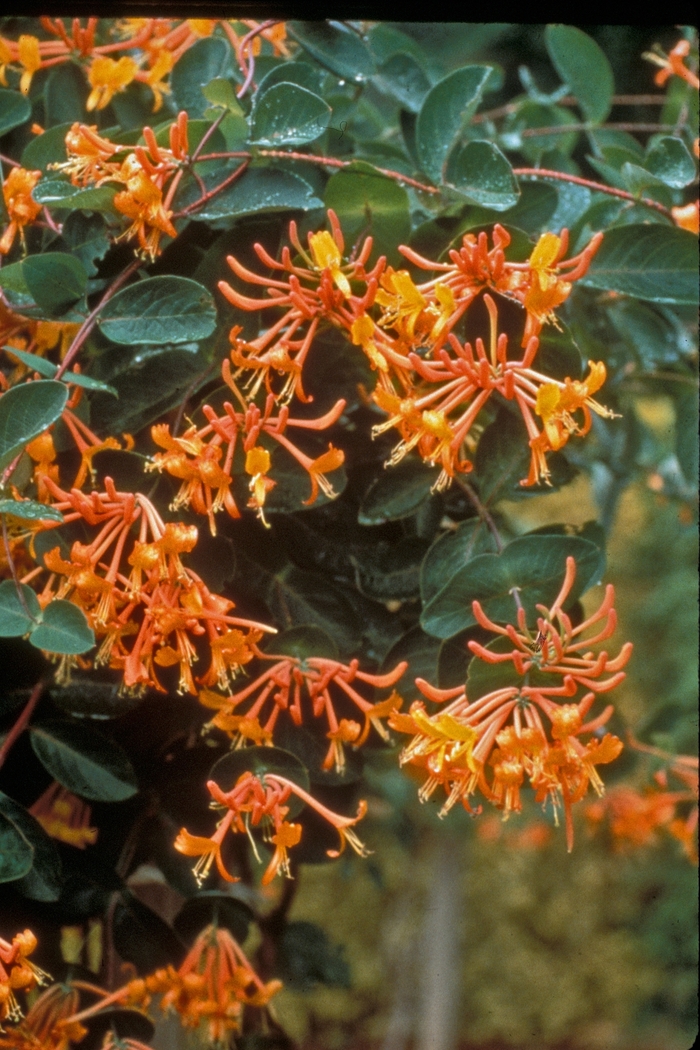 Manderin Honeysuckle Vine - Lonicera semp. 'Mandarin' from E.C. Brown's Nursery