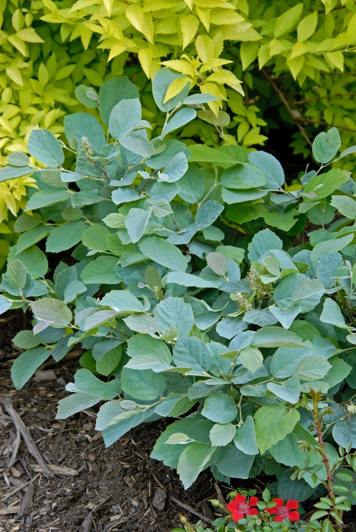 Fothergilla - Fothergilla major 'Blue Shadow' from E.C. Brown's Nursery