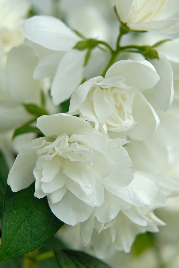 'Snowbelle' - Philadelphus hybrid from E.C. Brown's Nursery 'Snowbelle' - Philadelphus hybrid from E.C. Brown's Nursery