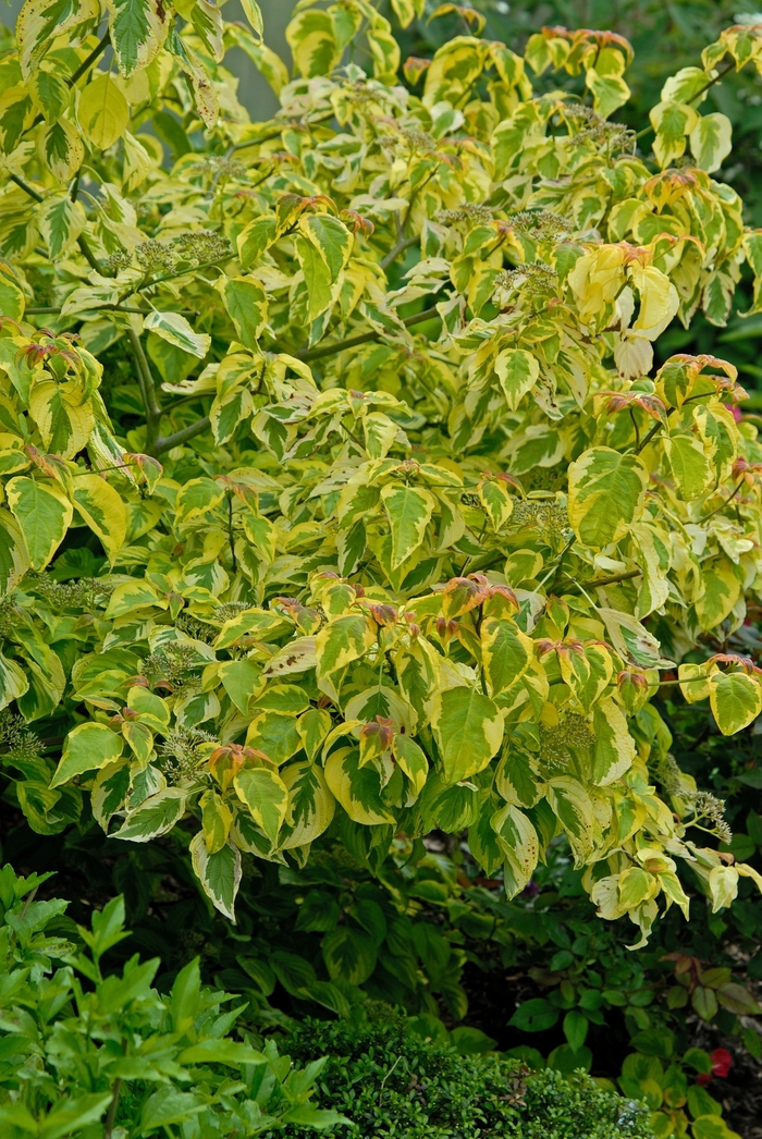 Variegated Dogwood - Cornus alternifolia 'Golden Shadows' from E.C. Brown's Nursery Variegated Dogwood - Cornus alternifolia 'Golden Shadows' from E.C. Brown's Nursery