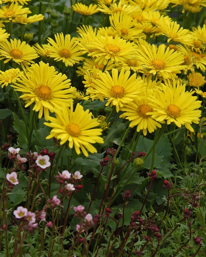 'Little Leo' Leopard's Bane - Doronicum from E.C. Brown's Nursery 'Little Leo' Leopard's Bane - Doronicum from E.C. Brown's Nursery