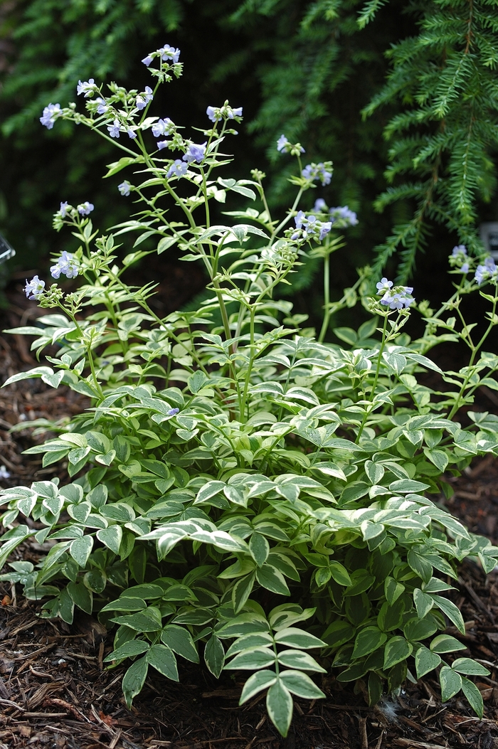 Jacob's Ladder - Polemonium reptans 'Stairway to Heaven' from E.C. Brown's Nursery