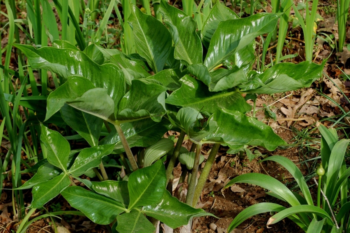 Japanese Cobra Jack - Arisaema ringens from E.C. Brown's Nursery