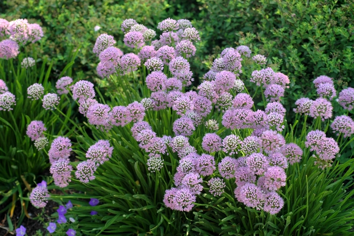 German garlic - Allium senescens from E.C. Brown's Nursery German garlic - Allium senescens from E.C. Brown's Nursery