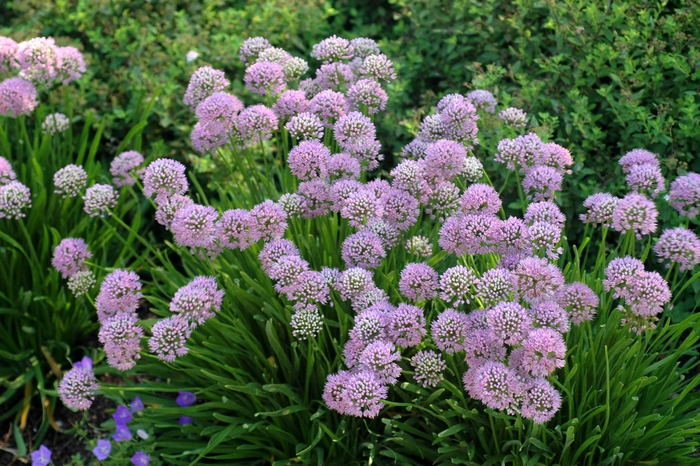 German garlic - Allium senescens from E.C. Brown's Nursery