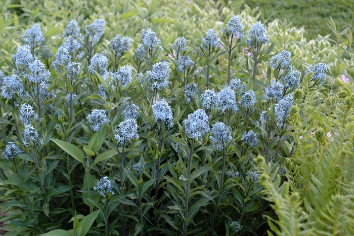 Blue Star Flower - Amsonia tabernaemontana from E.C. Brown's Nursery