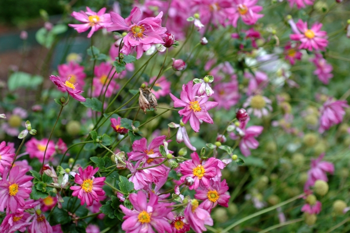 Japanese anemone - Anemone x hybrida 'Pamina' from E.C. Brown's Nursery