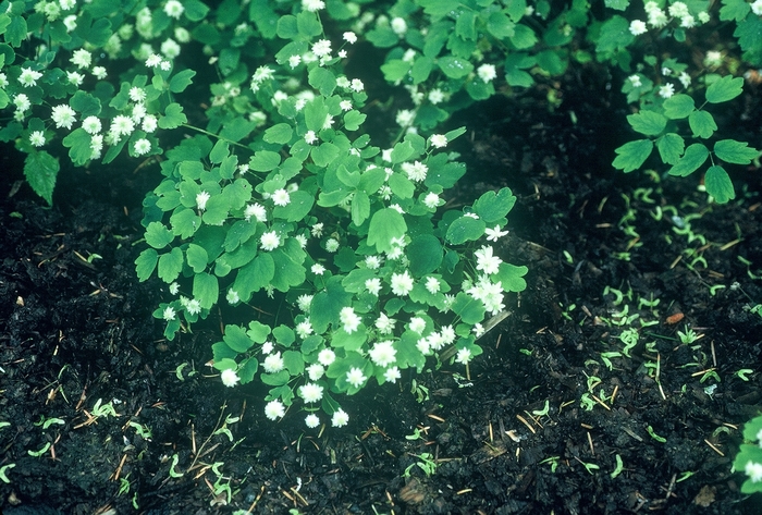 'Snowflake' Rue-anemone - Anemonella thalictroides 'Snowflake' from E.C. Brown's Nursery