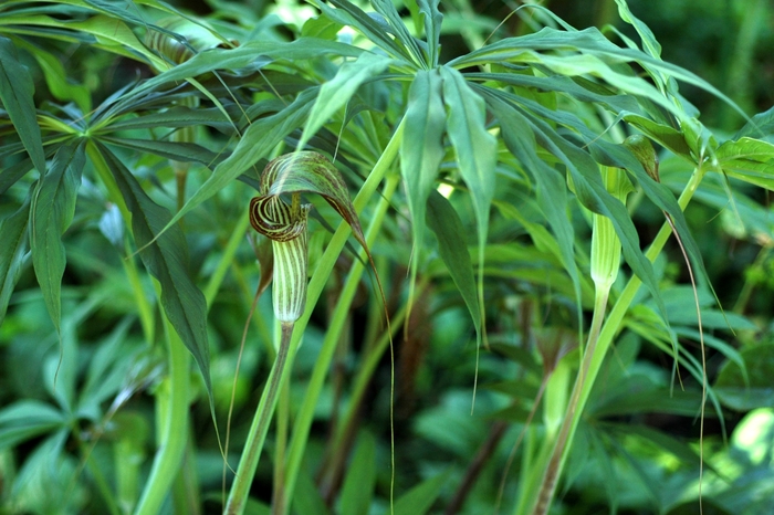 Purple Jack - Arisaema consanguineum from E.C. Brown's Nursery