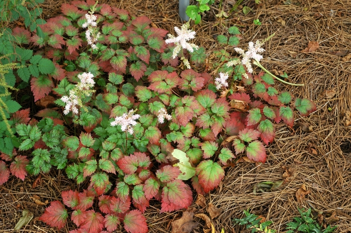 Color Flash® Astilble - Astilbe arendsii 'Color Flash®' from E.C. Brown's Nursery