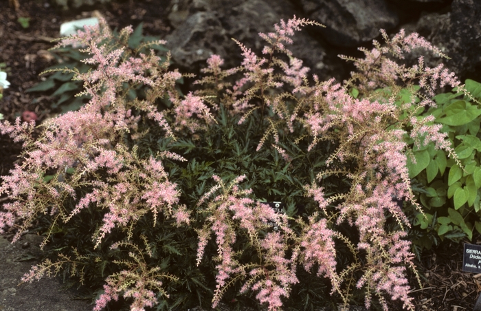 Astilbe-Dwarf Sprite - Astilbe simplicifolia 'Sprite' from E.C. Brown's Nursery