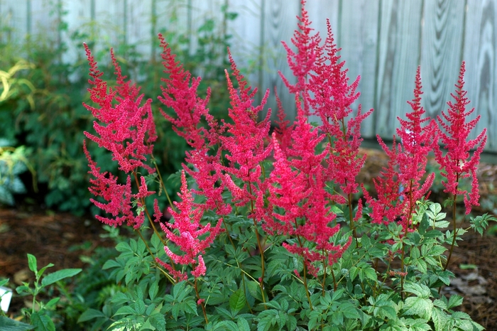 Astilbe - Astilbe x arendsii 'Radius' from E.C. Brown's Nursery