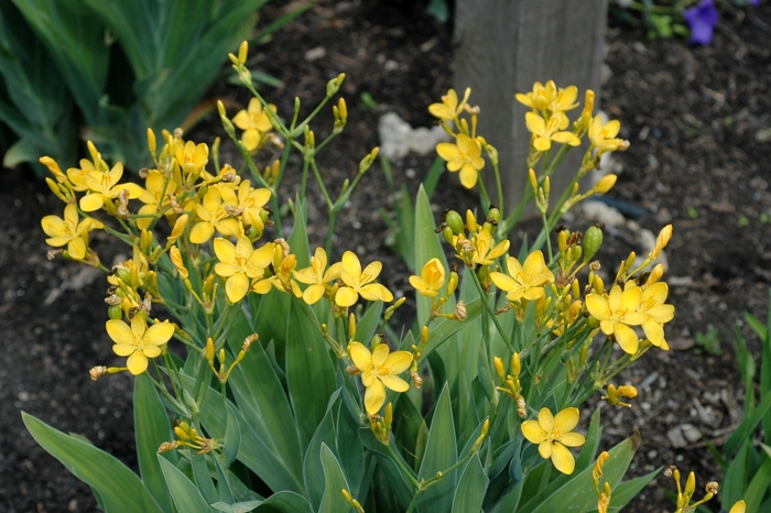 Blackberry Lily - Belamcanda flabellata 'Hello Yellow' from E.C. Brown's Nursery Blackberry Lily - Belamcanda flabellata 'Hello Yellow' from E.C. Brown's Nursery