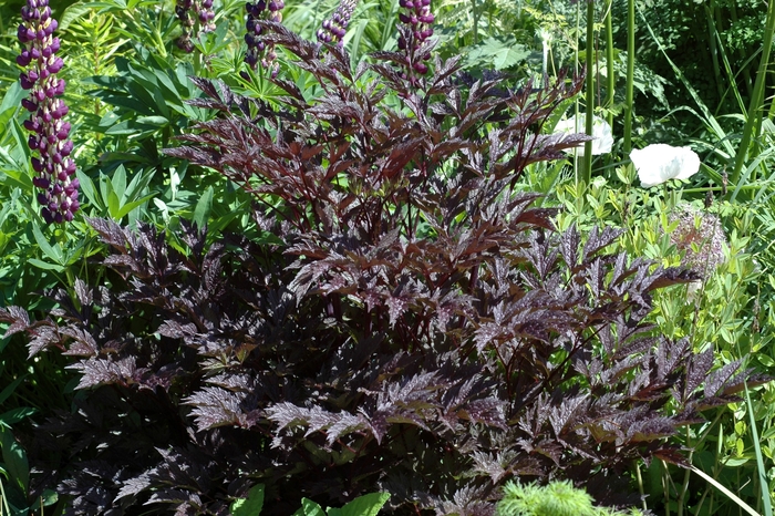 'James Compton' Branched Bugbane - Cimicifuga ramosa from E.C. Brown's Nursery 'James Compton' Branched Bugbane - Cimicifuga ramosa from E.C. Brown's Nursery