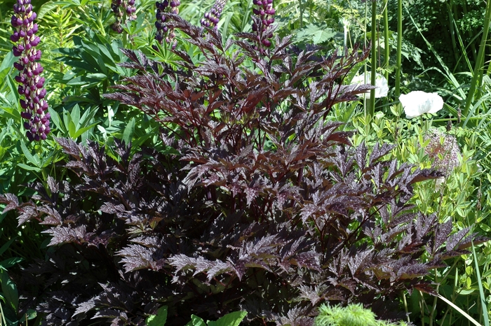 'James Compton' Branched Bugbane - Cimicifuga ramosa from E.C. Brown's Nursery