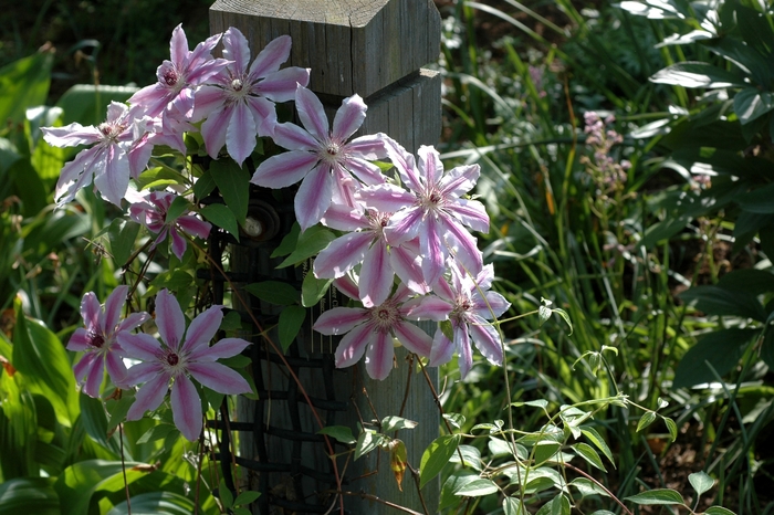 Hybrid Clematis - Clematis hybrid 'Nellie Moser' from E.C. Brown's Nursery