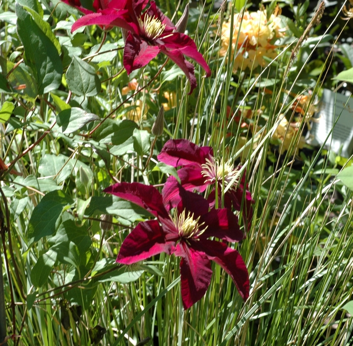 Hybrid Clematis - Clematis hybrid 'Niobe' from E.C. Brown's Nursery