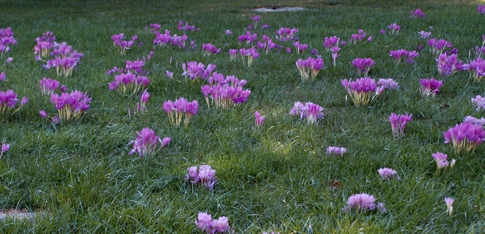 'Major' Autumn Crocus - Colchicum autumnale from E.C. Brown's Nursery