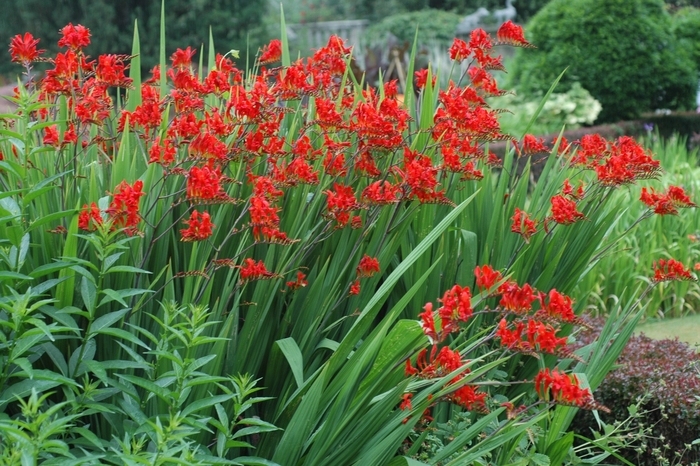 'Lucifer' Monbretia - Crocosmia aurea from E.C. Brown's Nursery 'Lucifer' Monbretia - Crocosmia aurea from E.C. Brown's Nursery